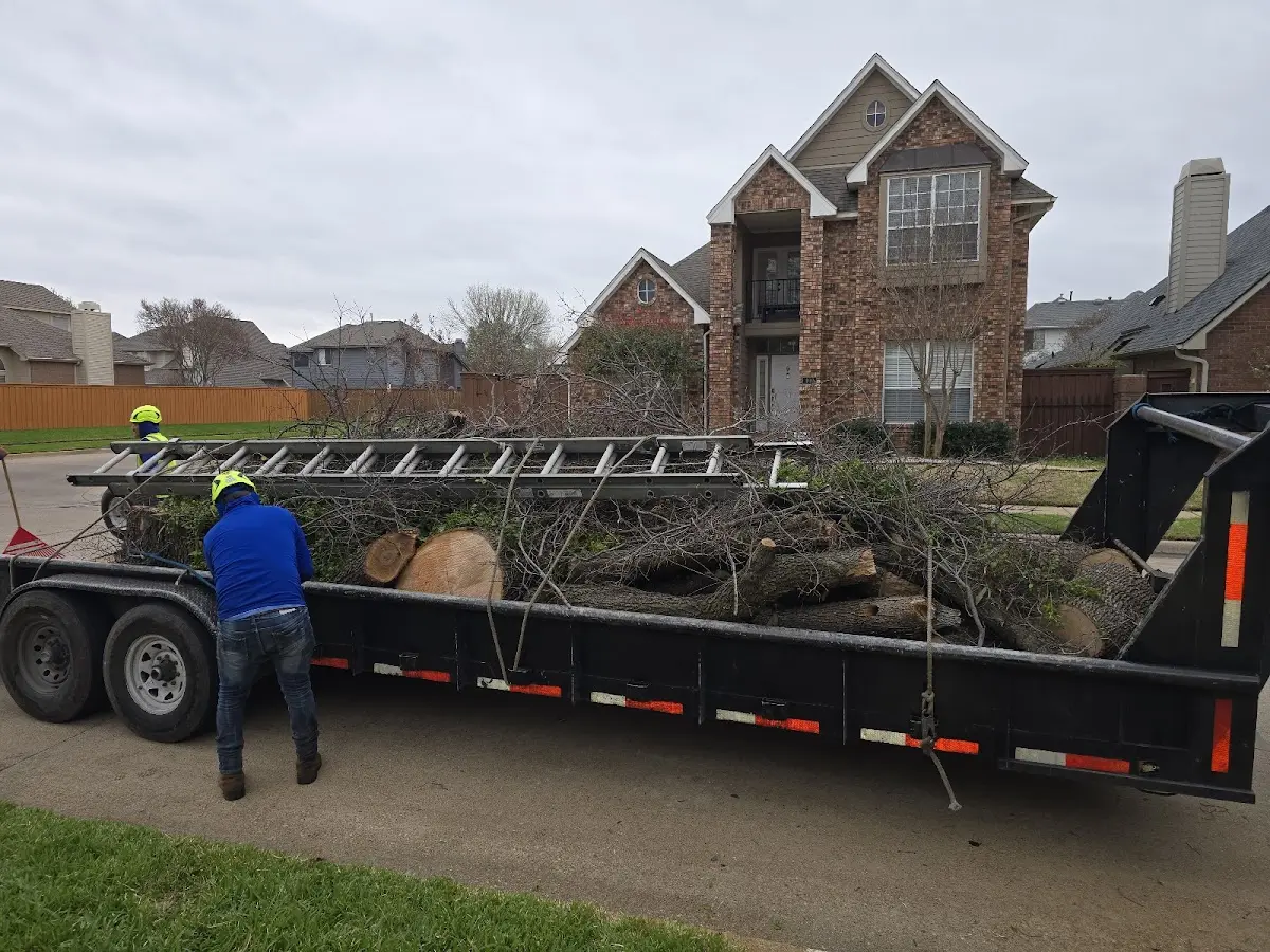 Expert Tree Removal with proper safety equipment in Mountain View